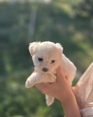 Maltese toy