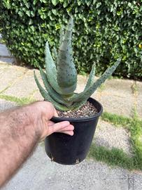 CACTUS --- Aloe ferox + cleistocactus strausii