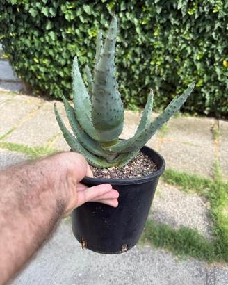 CACTUS --- Aloe ferox + cleistocactus strausii