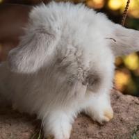 Teddy lop white cin coniglio nano