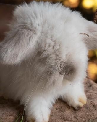Teddy lop white cin coniglio nano