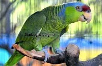 Pappagallo - Amazzone dei FINSCHI mutazione WOODI
