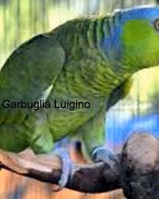 Pappagallo - Amazzone dei FINSCHI mutazione WOODI