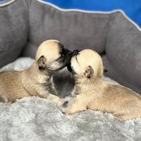 Femminuccia chiuhuahua?