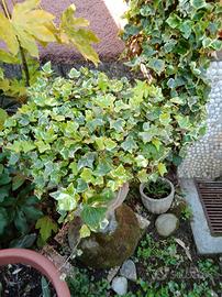 Pianta edera