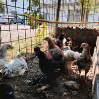 Araucana
