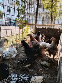 Araucana