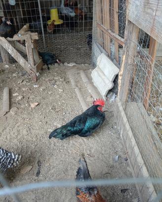 Gallo Nano