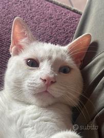 gattino bianco