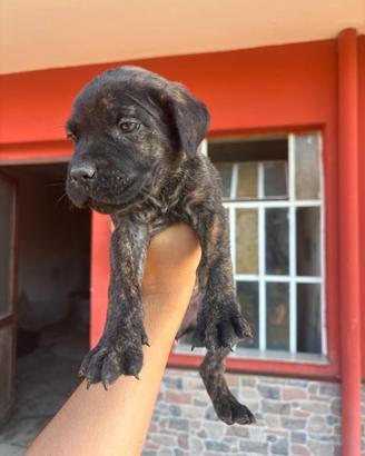 Cucciole corso puro
