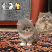 Gattini Persiani