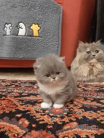 Gattini Persiani