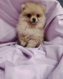 Spitz tedesco volpino nano