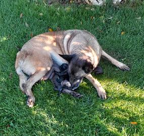 Belga Malinois in consegna dal 10/09