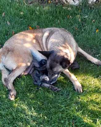 Belga Malinois in consegna dal 10/09