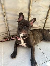 Bulldog francese femmina