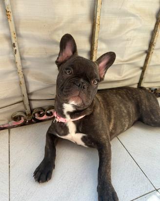 Bulldog francese femmina