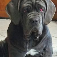 Splendida cucciolona di 8 mesi di mastino napoleta