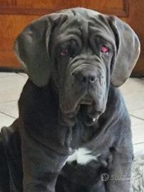 Splendida cucciolona di 8 mesi di mastino napoleta