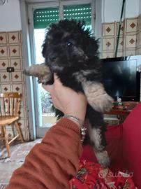 Cucciolo barboncino phantom
