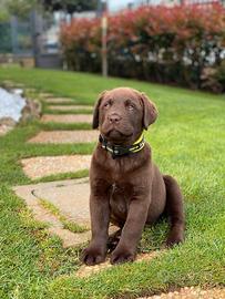Cuccioli di Labrador Retriever cioccolato