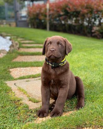 Cuccioli di Labrador Retriever cioccolato