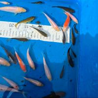 Koi tosai