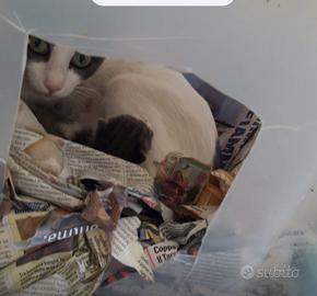 Gatto bianco e grigio appena nato