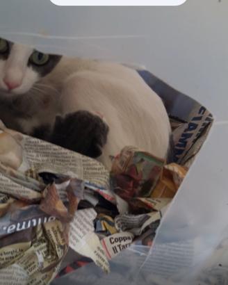 Gatto bianco e grigio appena nato