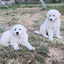 Cuccioli Pastore maremmano abruzzese