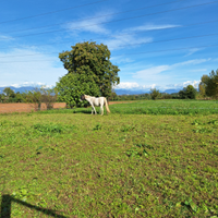 Posto in paddock per cavallo