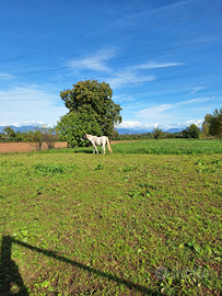 Posto in paddock per cavallo