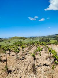 Vendita terreno agricolo con vigneto e casa rurale