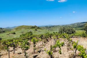 Vendita terreno agricolo con vigneto e casa rurale