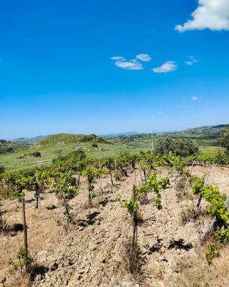 Vendita terreno agricolo con vigneto e casa rurale