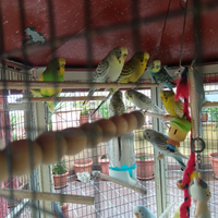 Cocoriti