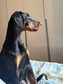 Cucciola dobermann