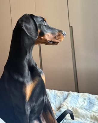 Cucciola dobermann