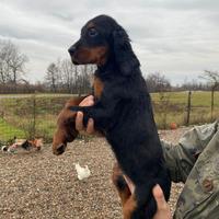 Cucciole Setter Gordon