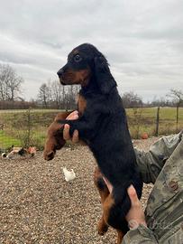 Cucciole Setter Gordon