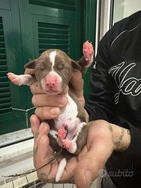 Cuccioli di Pitbull nati da poco