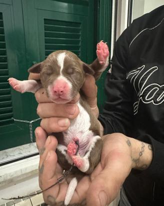 Cuccioli di Pitbull nati da poco