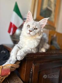 Splendida cucciola di Maine Coon black silver