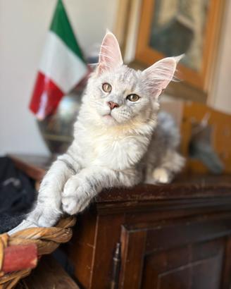 Splendida cucciola di Maine Coon black silver