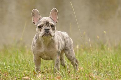 Buldog Francesi merle con 5 mesi