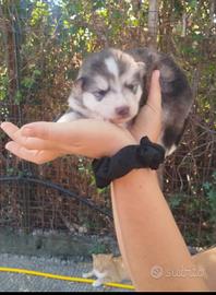 Alaskan malamute