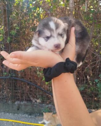Alaskan malamute