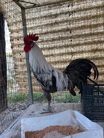 Razza gallina romagnola - alta genealogia