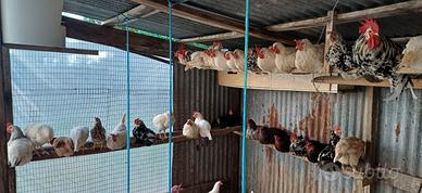 Galline
