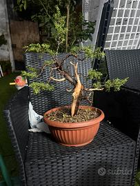 Bonsai ginepro itoigawa